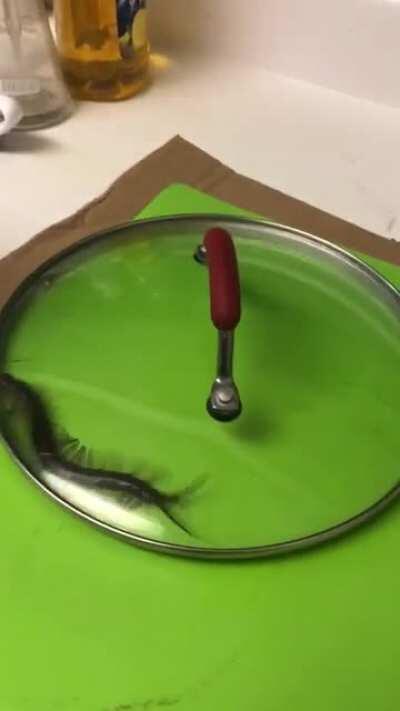 Move to Hawaii, it is a paradise, people say...