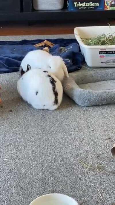 Bonding process is going really well! They’re starting to cuddle 🥰