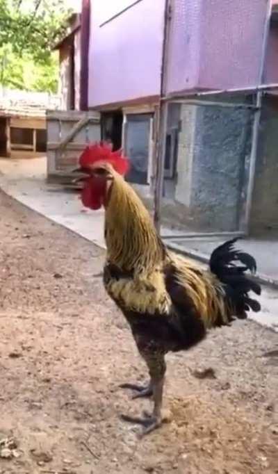 cOcK cRoWs So F#CkInG hArD tHaT iTs SoUl LeAvEs ItS bOdY