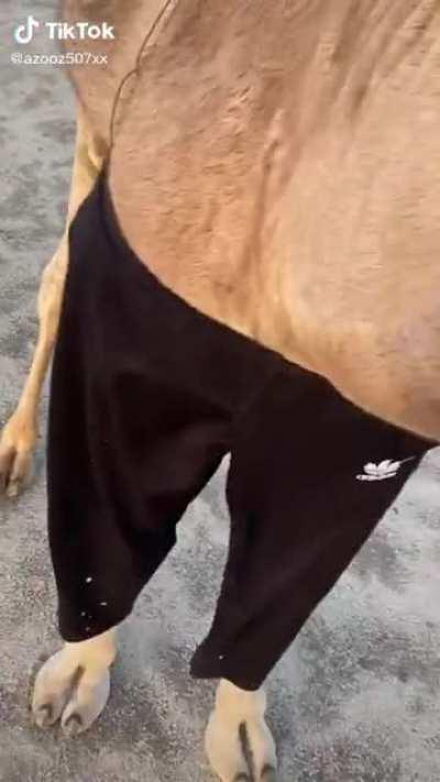 Funny camel video