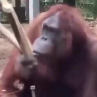 Evolução de um macaco.