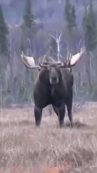 All moose are units, but this moose is an ABSOLUTE U-NIT!