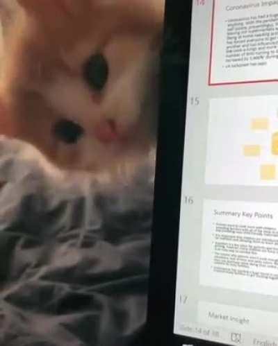 Working from home be like...