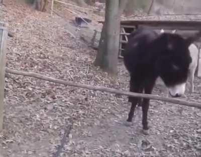 Be the third donkey!