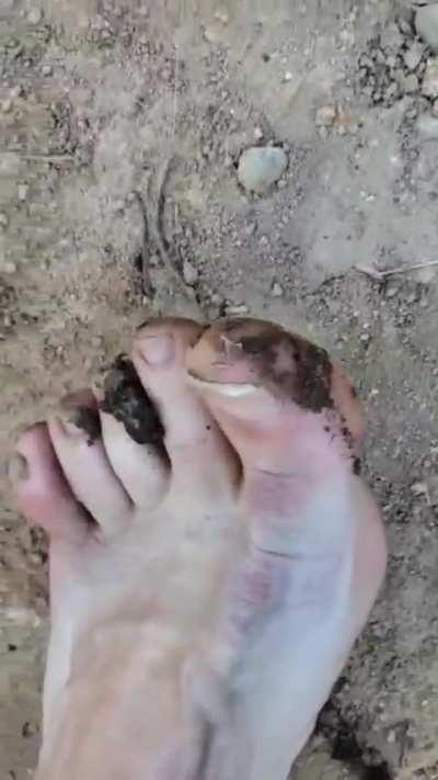 Another small grasshopper