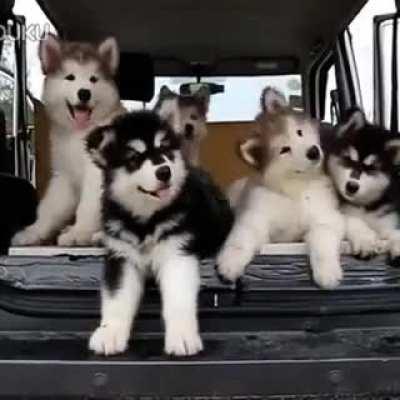 funny dogs in the car