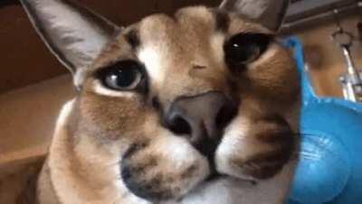 I hired gosha to stare at literally something