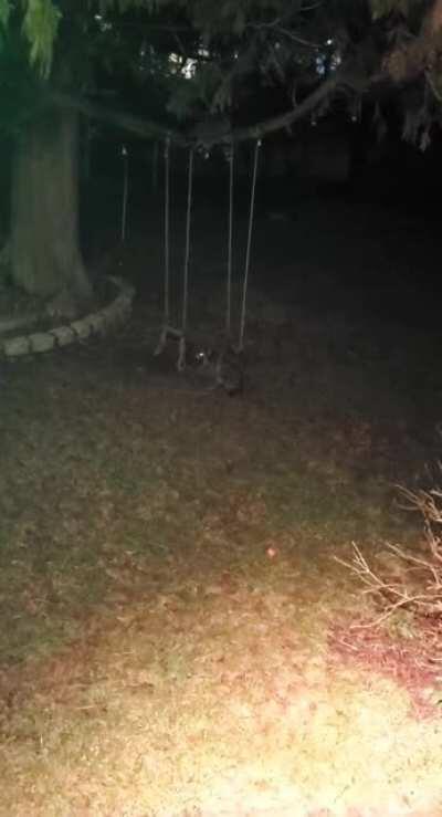 Play time on the swing