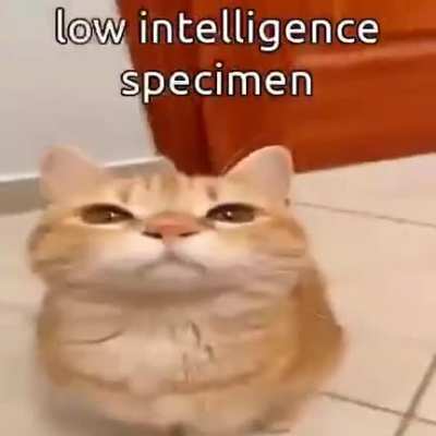 Low iq 😫