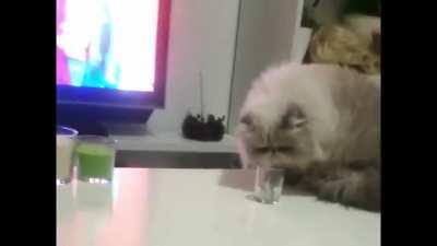 That's how you assert dominance.