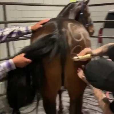 I wonder how long the horse has been praying for him to shift his head