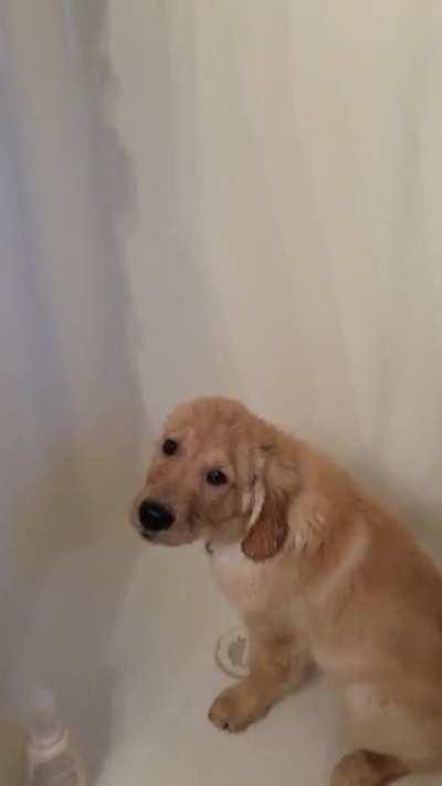Shower time! 🚿💦 Riley, the water dog, at 16 weeks