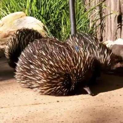 Just a few echidnas on their morning stroll.