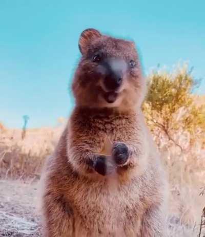 🔥 The quokka is one of the cutest animals in the world.