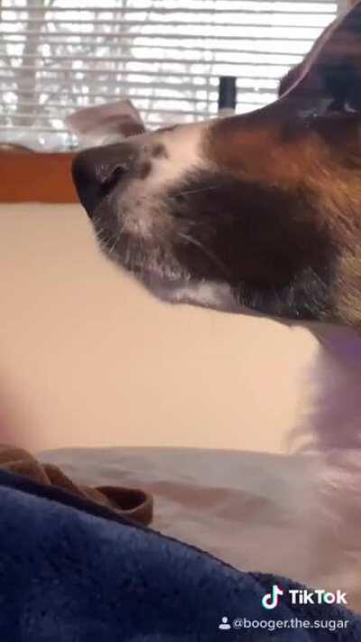 Back again with some quiet barks from Booger