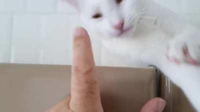 Bite, lick, rub, repeat.