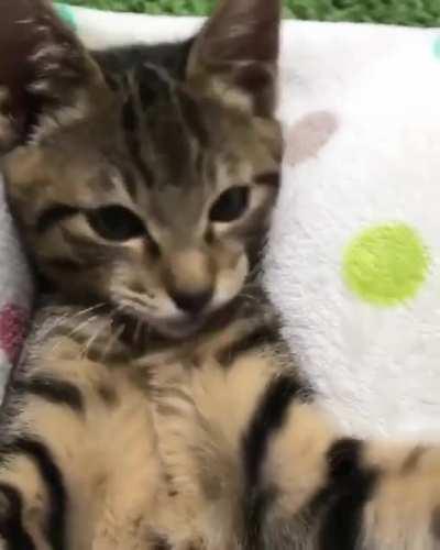 Curled then Curledier!