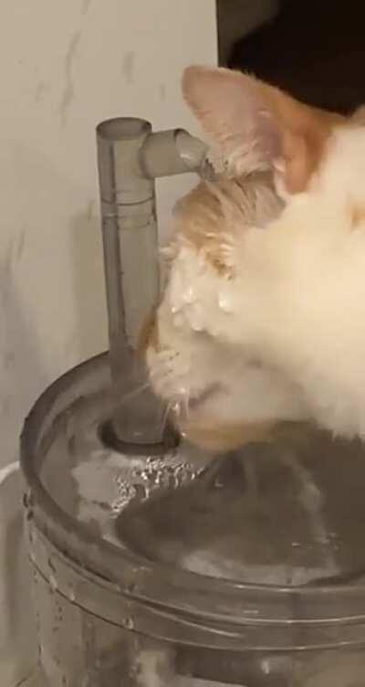 Gizmo “drinking” from his water fountain