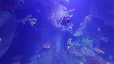 The first FISH in my 11000 gallon SHARK TANK build have moved in