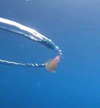 Jellyfish going for a spin...