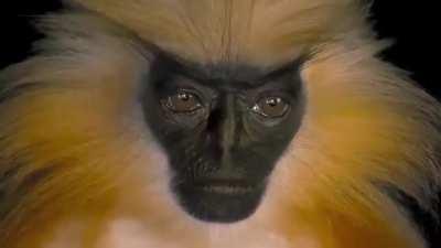 🔥 The rare Golden Langur