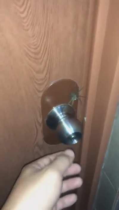 Squeaky Doorknob