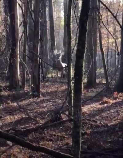 A mystical experience in the woods