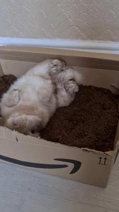 Someone's having fun in the mud today