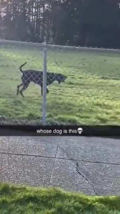 This dog barks wrong