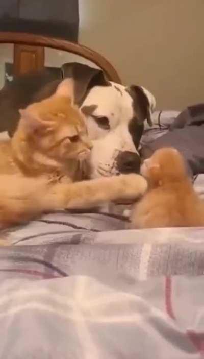 A cat mother introducing her puppy to a friendly dog