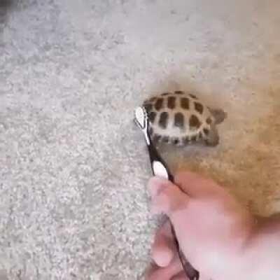 When turtles have to scratch an itch