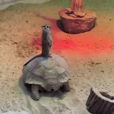 +80 mobility +20 defence