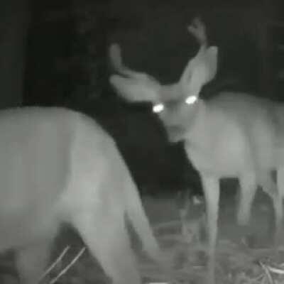 Whatcha lookin for boss