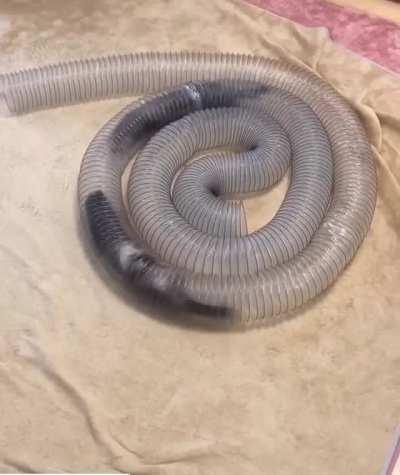 Two Ferrets Having The Time Of Their Lives