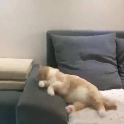 Cat DieS iN traGIc BICycLe AcCIDent