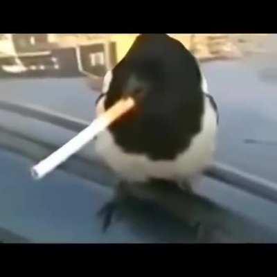 Feel free to screenshot