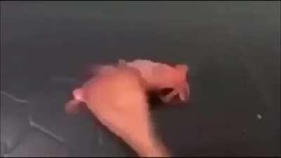 Hoy es un día triste, Mateo a muerto