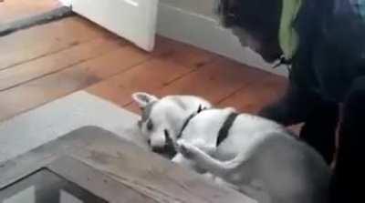 Husky doesn't want to go home. Throws a tantrum.