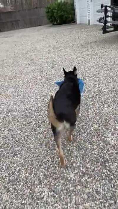 Ralph still gets the morning paper (he&rsquo;s 15!years old)