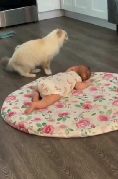 Mama cat wants her kitten to be friends with human baby.