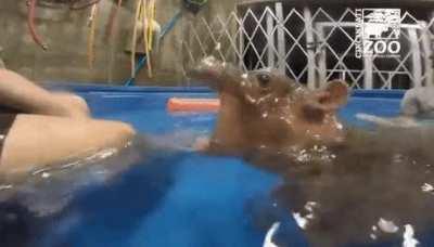 hUMan RIPped to piECes bY HIPpo