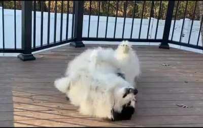 Meet Bucky, my very bored service dog