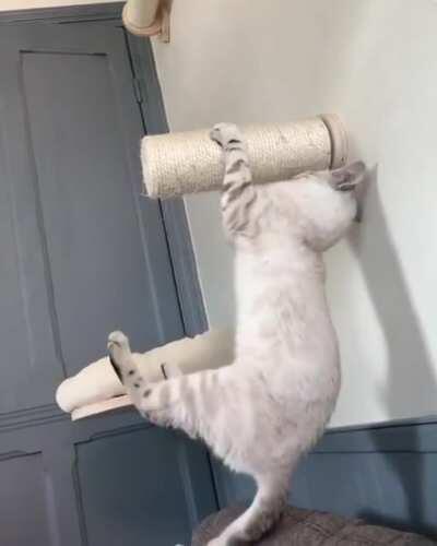 Okay, Conquered This Pawle. Hello World, Meow Is Coming!