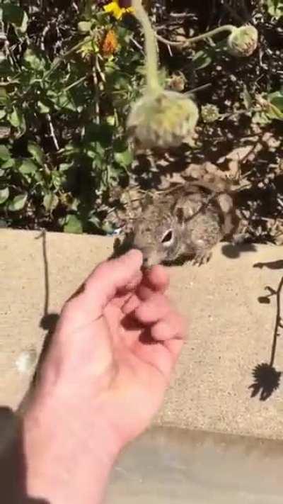 instant karma from a squirrel