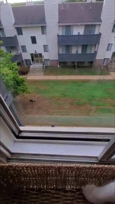 Fable telling me about the turkeys in the apt courtyard and hates the 