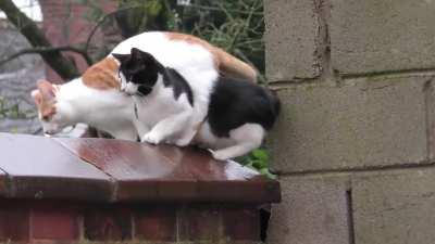 Synchronised jumping!