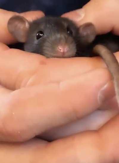 Baby Coco enjoying some head scritches
