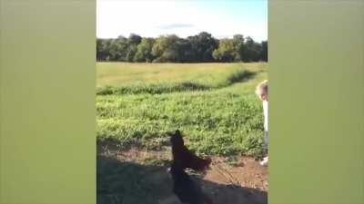 To show the chickens who's boss