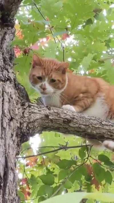 And he hasn't been allowed outside since.