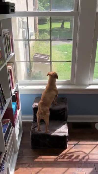 Sarah thinks distant police sirens are other doggos